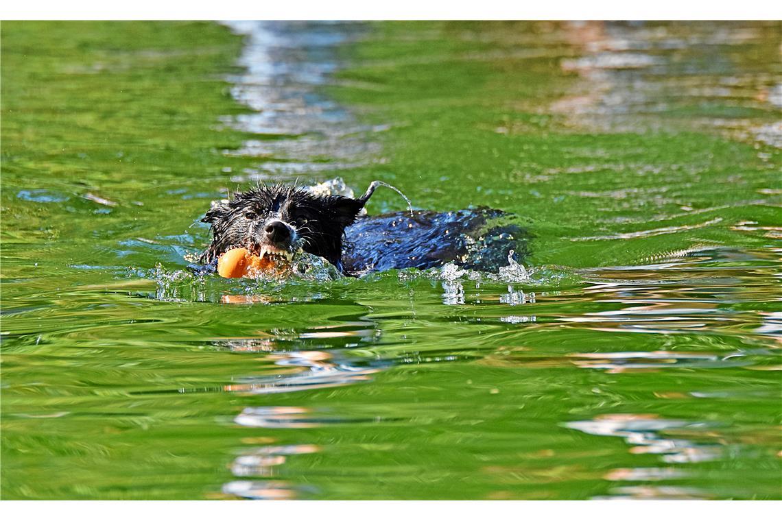 Dieser Hund verliert sein Spielzeug beim Schwimmen sicher nicht. 