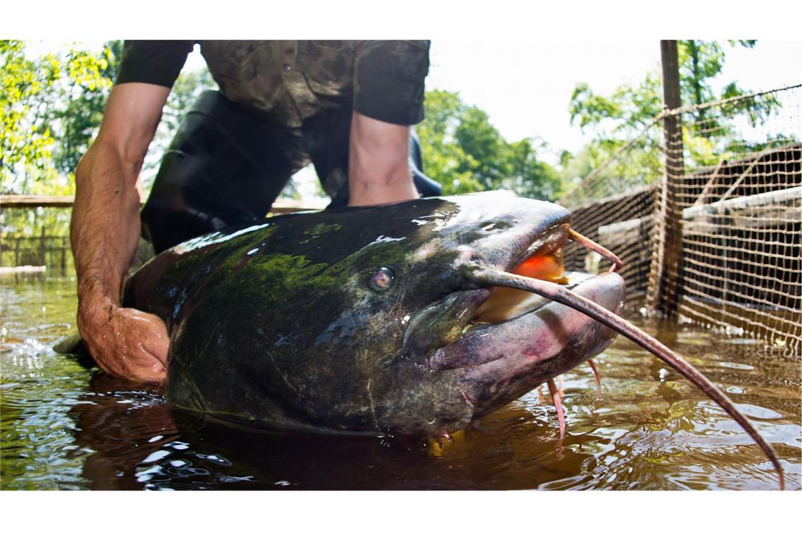 Wels-Angriffe - Sind die Fische gefährlich für Badende? Dieser Wels ist knapp 40 Kilogramm schwer und 1,80 Meter lang. (Archivbild)