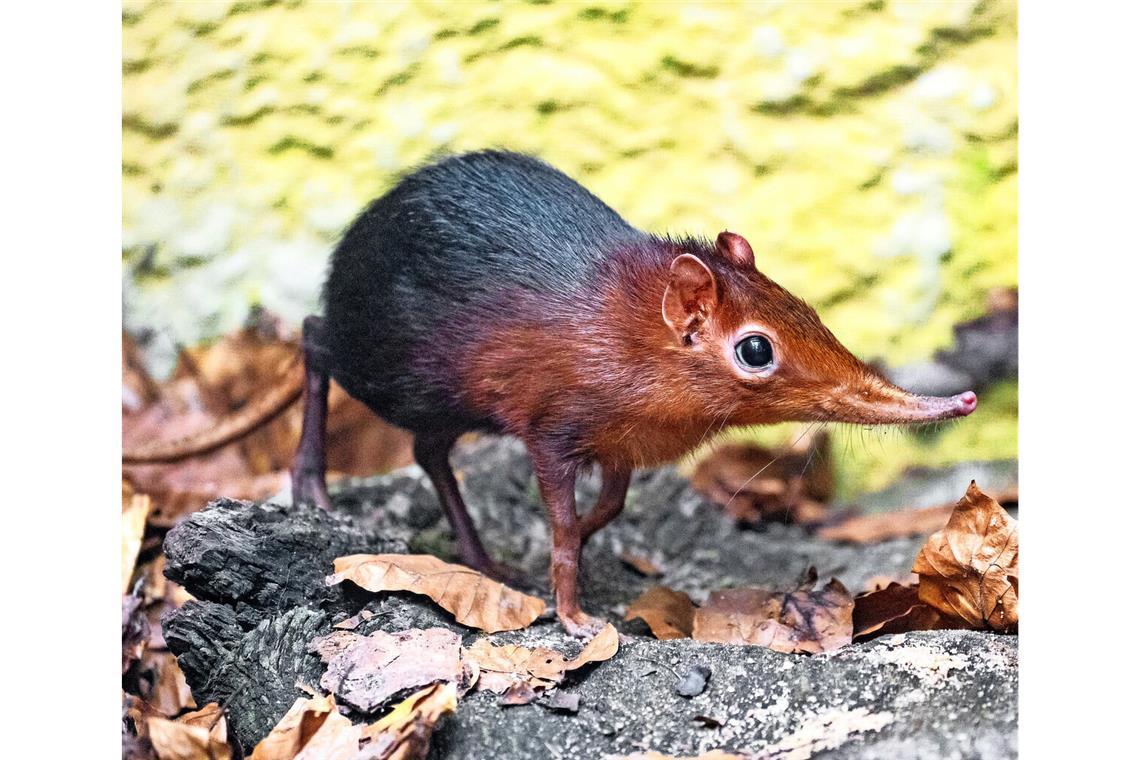 Rüsseltier im Miniaturformat wohnt im Zoo Dieses neue Rüsseltier ist jetzt im Stuttgarter Zoo zu besichtigen.