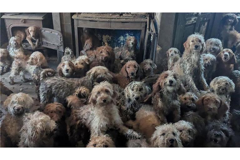 Dieses undatierte Foto zeigt Pudel-Mischlinge und andere Hunde, die in einem Haus an einem nicht näher genannten Ort in Großbritannien gehalten wurden.