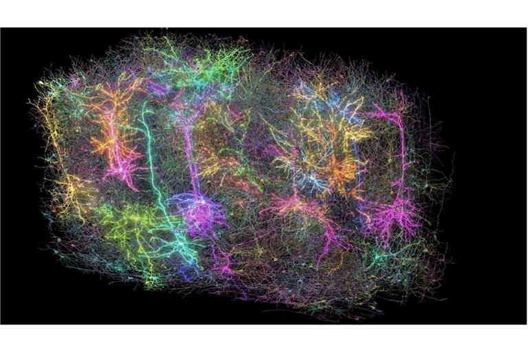 Dieses vom Allen Institute zur Verfügung gestellte Foto zeigt eine Illustration einer Untergruppe von mehr als 1000 der 120.000 Gehirnzellen (Neuronen + Glia) eines Mäusegehirns. Jedes rekonstruierte Neuron hat eine andere zufällige Farbe.