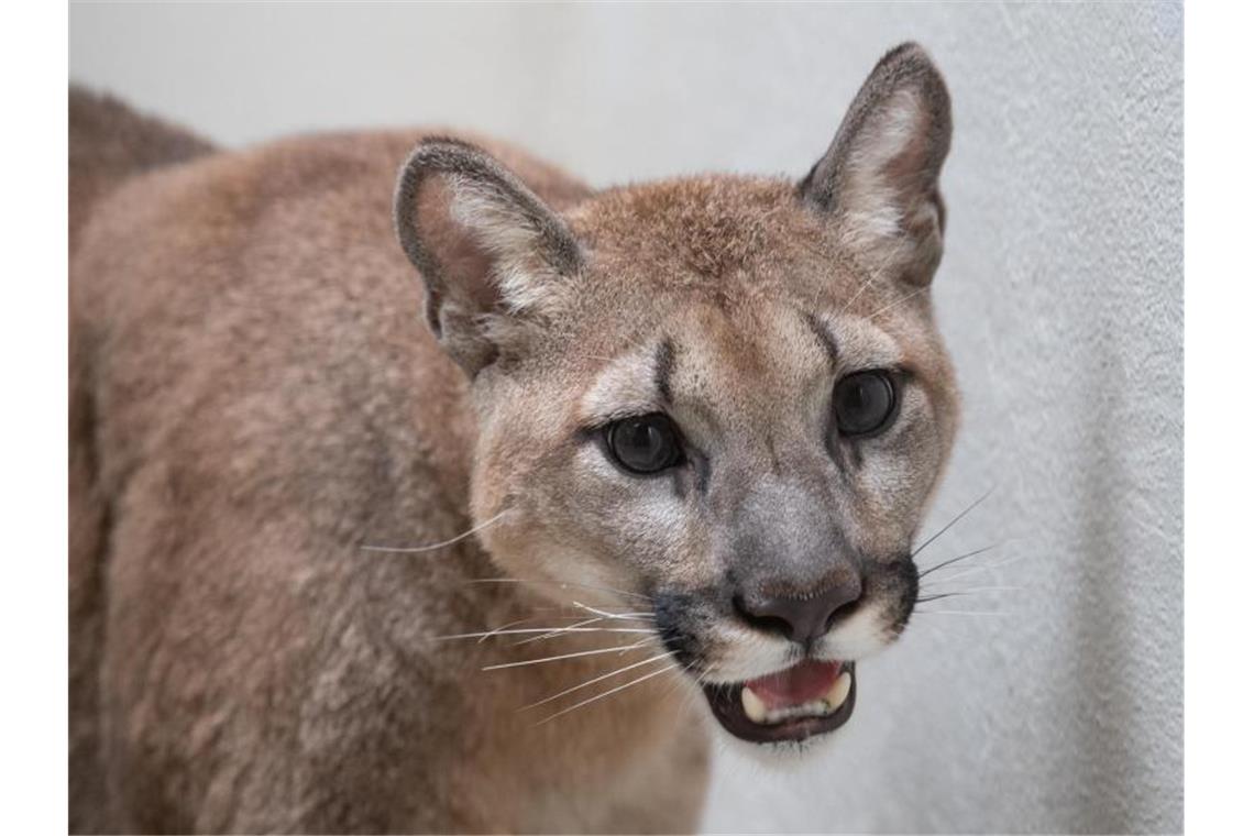 Dieses vom Bronx Zoo zur Verfügung gestellte Foto zeigt einen Puma im Bronx Zoo. Foto: Julie Larsen Mahler/WCS Communications/Bronx Zoo/dpa