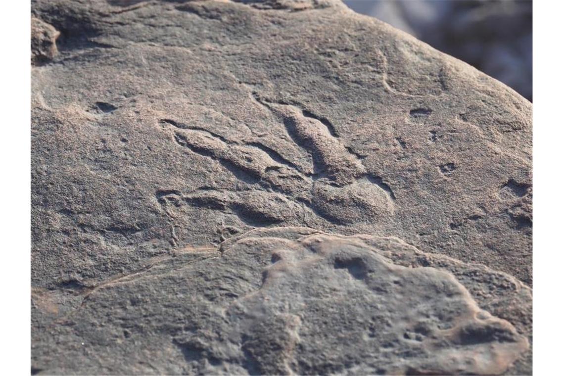 Vierjährige findet beim Spaziergang Dinosaurier-Fußabdruck