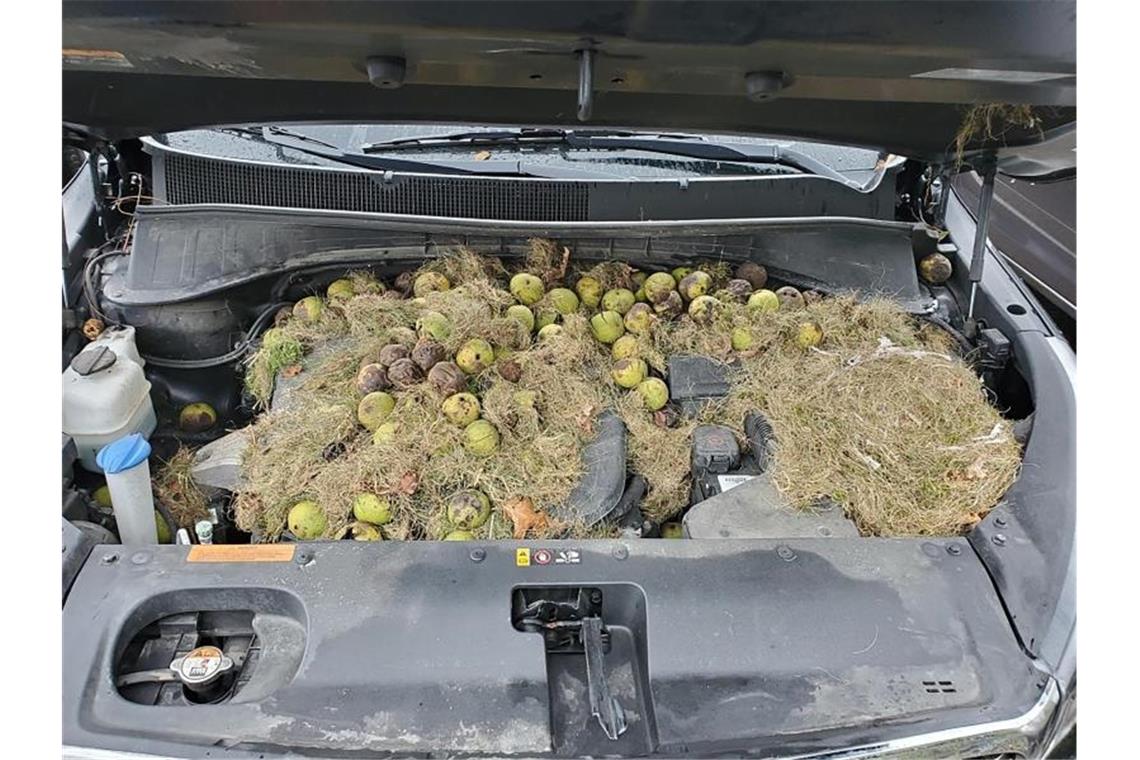 Dieses von Chris Persic zur Verfügung gestellte Foto zeigt die Motorhaube seines Autos: Eichhörnchen hatten mehr als 200 Walnüsse und Gras gehortet. Foto: Holly und Chris Persic/AP/dpa