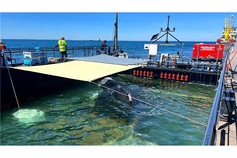 Dieses von der Rettungsinitiative zur Verfügung gestellte Foto zeigt den Buckelwal in einem gefluteten Lastschiff in der Ostsee.
