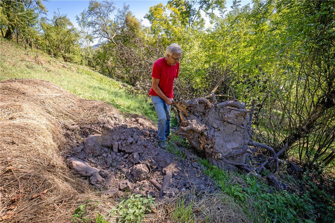 Dieter Sanzenbacher begutachtet das Ausmaß der Schäden. Das Unwetter am 28. August entwurzelte den Birnenbaum. Fotos: Alexander Becher