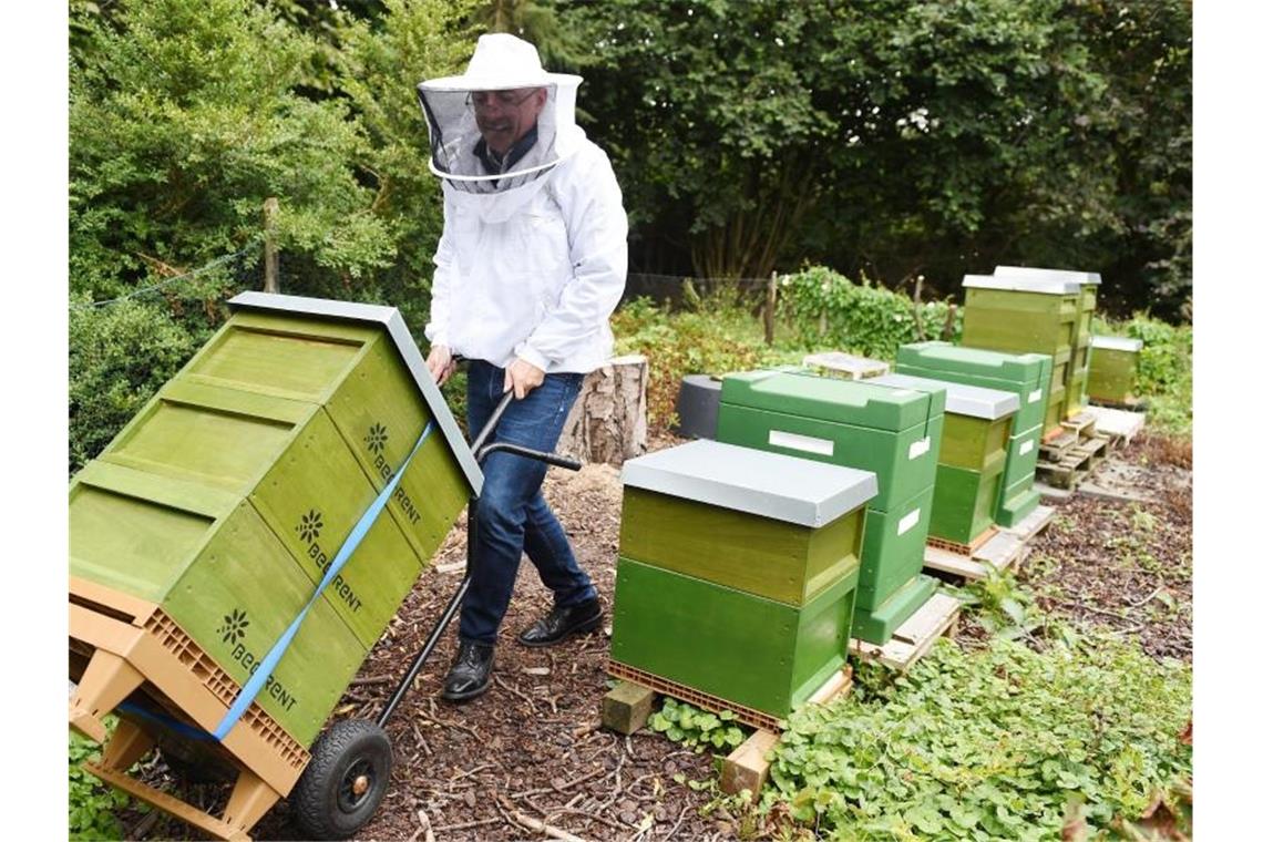 Dieter Schimanski von der Firma „Bee-Rent“ transportiert in seinem Garten Kisten mit Mietbienen. Foto: Carmen Jaspersen/dpa