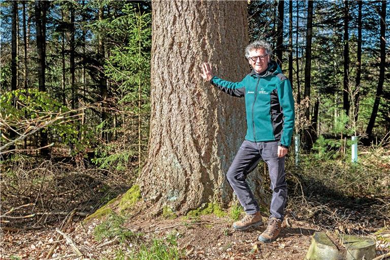 Dieter Seitz auf Tuchfühlung mit einer der 120 Jahre alten Douglasien im Gewann Hirschbühl. Fotos: Stefan Bossow