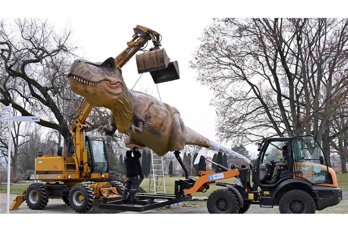 Dino am Haken: Die Nachbildung eines Tyrannosaurus Rex wird für die Ausstellung "Dino Lights" in Erfurt aufgebaut.
