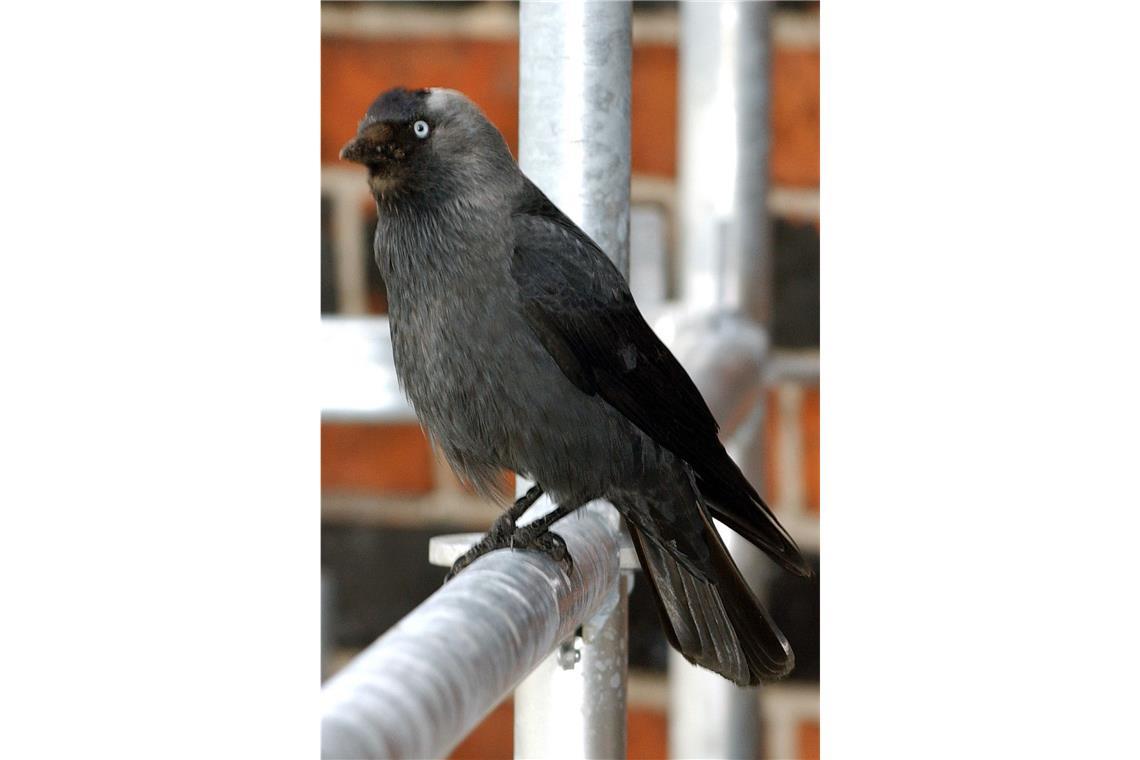Dohle (Corvus monedula).