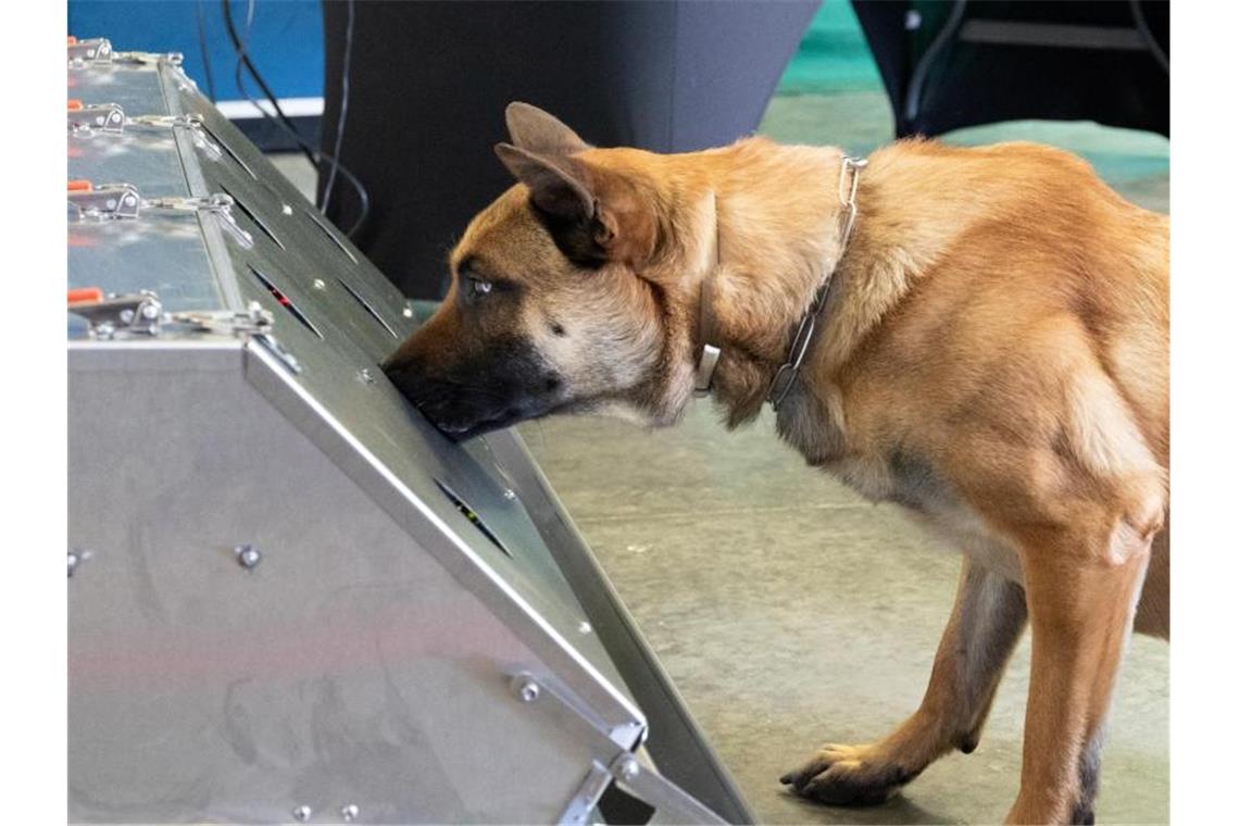 Donnie ist ein Spürhund der Bundeswehr. Er ist ein belgischer Schäferhund, auch bekannt unter der Bezeichnung Malinois. Aktuell erhält Donnie seine dritte Ausbildung zum Corona-Spürhund. Foto: Roland Alpers/Bundeswehr/dpa