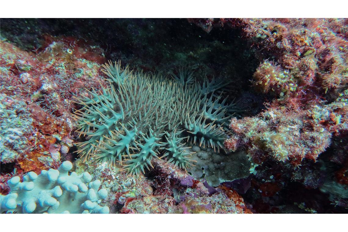 Riff am Limit: Great Barrier Reef verliert massiv Korallen Dornenkronenseesterne sind gefräßig und können - wenn sie in Massen auftreten - innerhalb kurzer Zeit große Flächen eines Riffs kahlfressen.