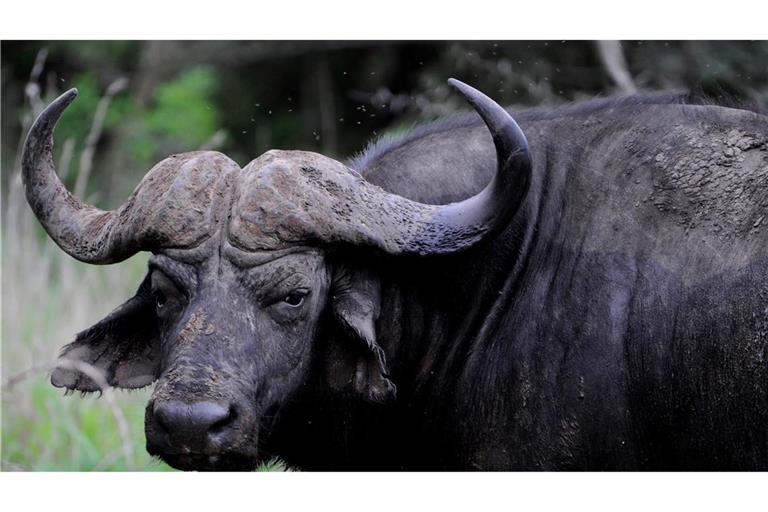 Dramatisches Ende eines Löwenangriffs: Dutzende Büffel in Panik trampeln sich in einem Fluss zu Tode. (Archivbild)