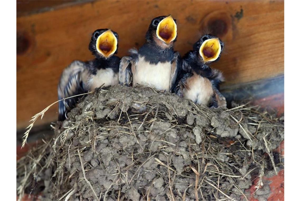 Drei junge Schwalben sind zu sehen. Foto: picture alliance / Rainer Jensen/dpa/Archivbild