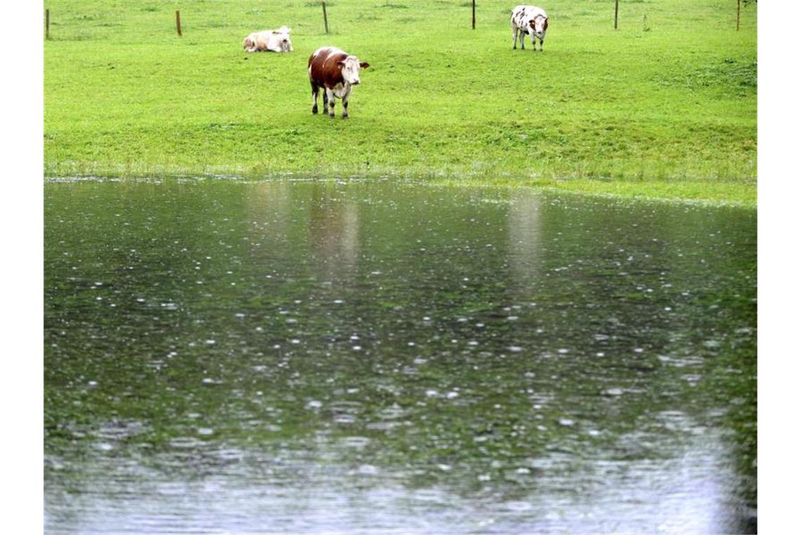 „Trotzt mit Hintern dem Sturm“: was Vieh bei Unwetter macht Drei Kühe stehen auf ihrer zum großen Teil überfluteten Wiese im Berchtesgadener Land. „So dreht ein Weiderind gern trotz vorhandenen Unterstands sein Hinterteil gegen die Hauptwindrichtung und trotzt so Sturm, Regen oder eventuellem Hagel“. Foto: Peter Kneffel/dpa