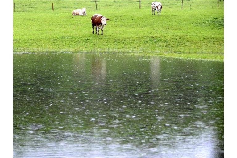 Drei Kühe stehen auf ihrer zum großen Teil überfluteten Wiese im Berchtesgadener Land. „So dreht ein Weiderind gern trotz vorhandenen Unterstands sein Hinterteil gegen die Hauptwindrichtung und trotzt so Sturm, Regen oder eventuellem Hagel“. Foto: Peter Kneffel/dpa
