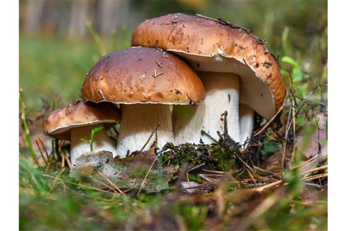 Behörden warnen Pilzsammler vor zu großer Ernte Drei Steinpilze wachsen eng beieinander. Foto: Patrick Pleul/dpa-Zentralbild/dpa/Archivbild