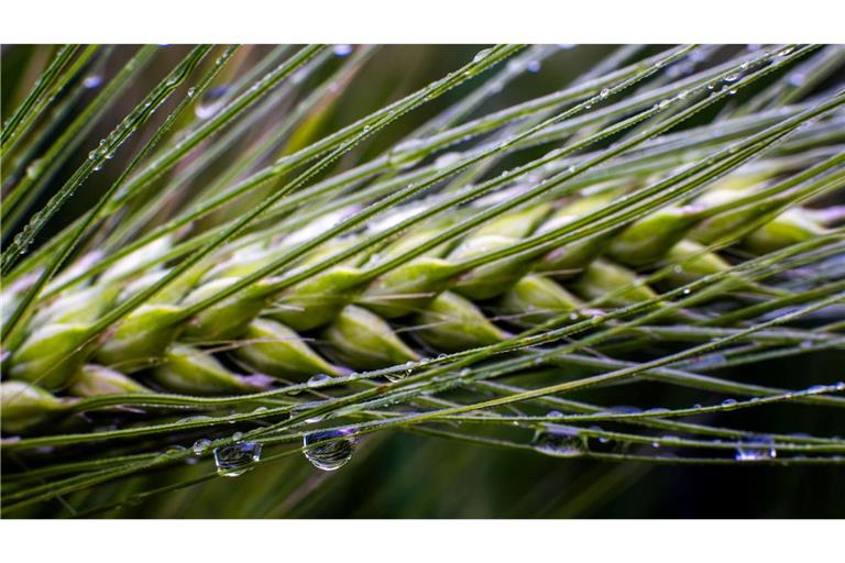Dringend benötigt: Regen in der Landwirtschaft.