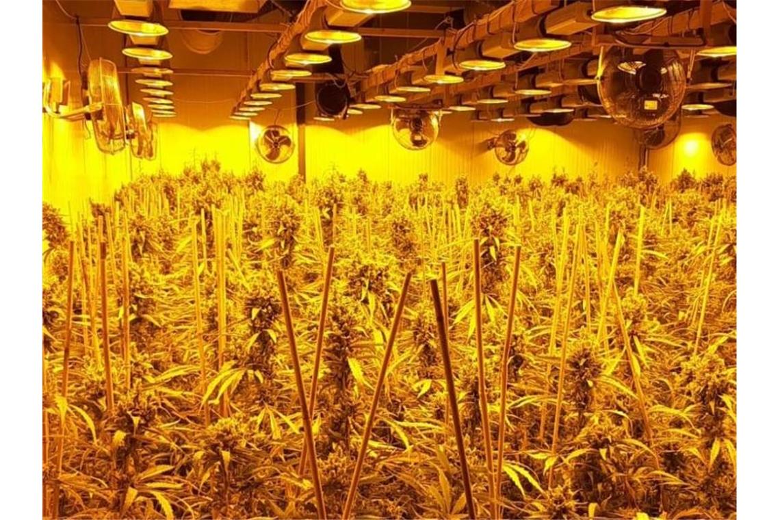 Razzia in NRW gegen Drogenbande Drogenplantage, die bei einer großen Durchsuchungsaktion in NRW entdeckt wurde. Foto: Polizei Mönchengladbach/dpa