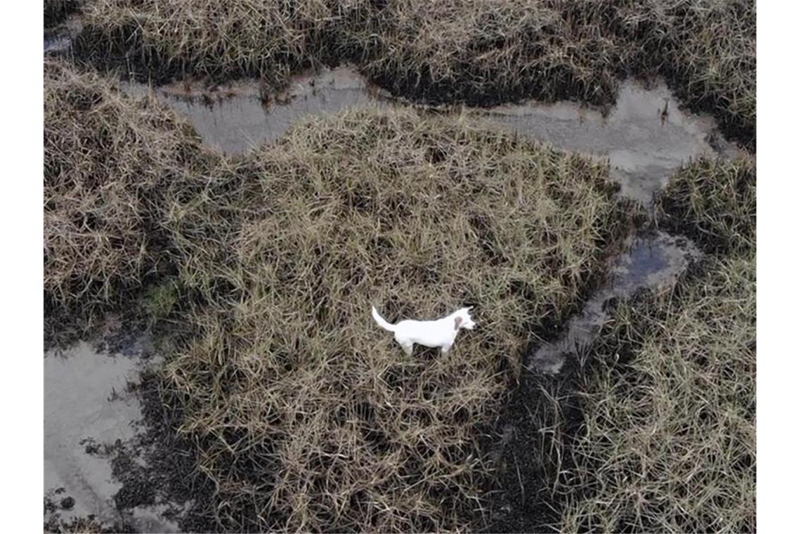 Drohnenfoto von Mischling „Millie“ im Watt vor Südengland. Foto: Denmead Drone Search And Rescue/PA Media/dpa