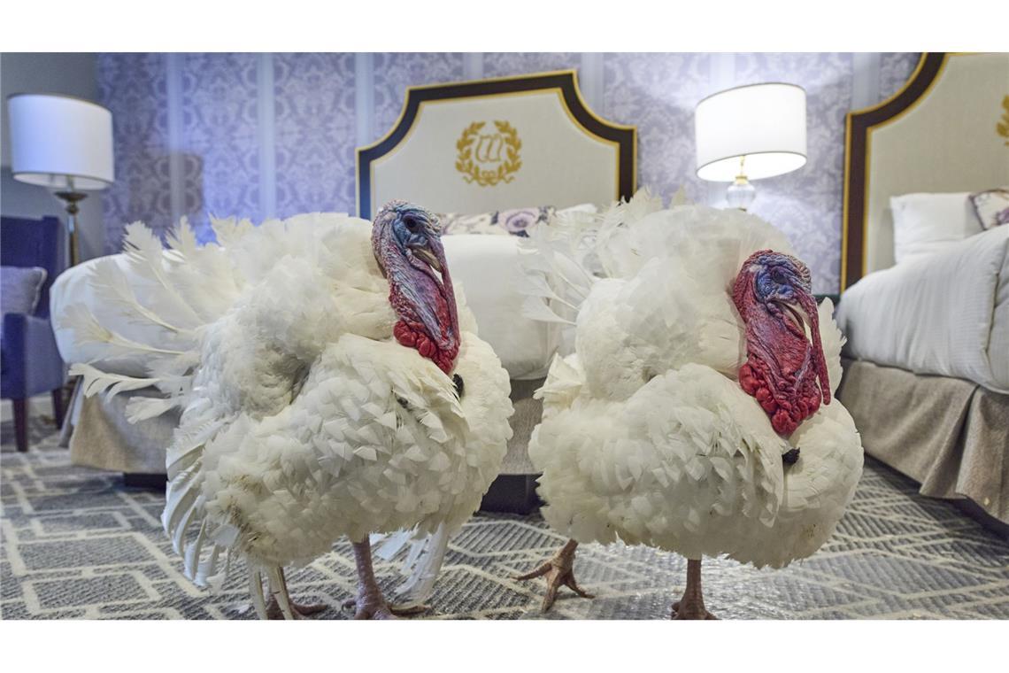 Dürfen weiterleben: Die Truthähne Waddle und Gobble.