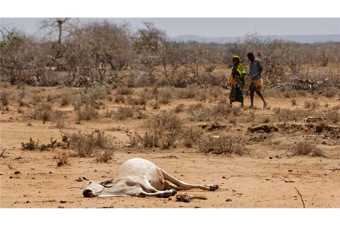 Dürren treten in Ostafrika und am Horn von Afrika häufiger und in kürzeren Abständen auf. (Archivbild)