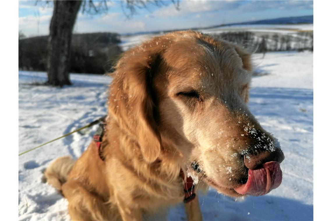 Duke hat die Nase voll vom Winter