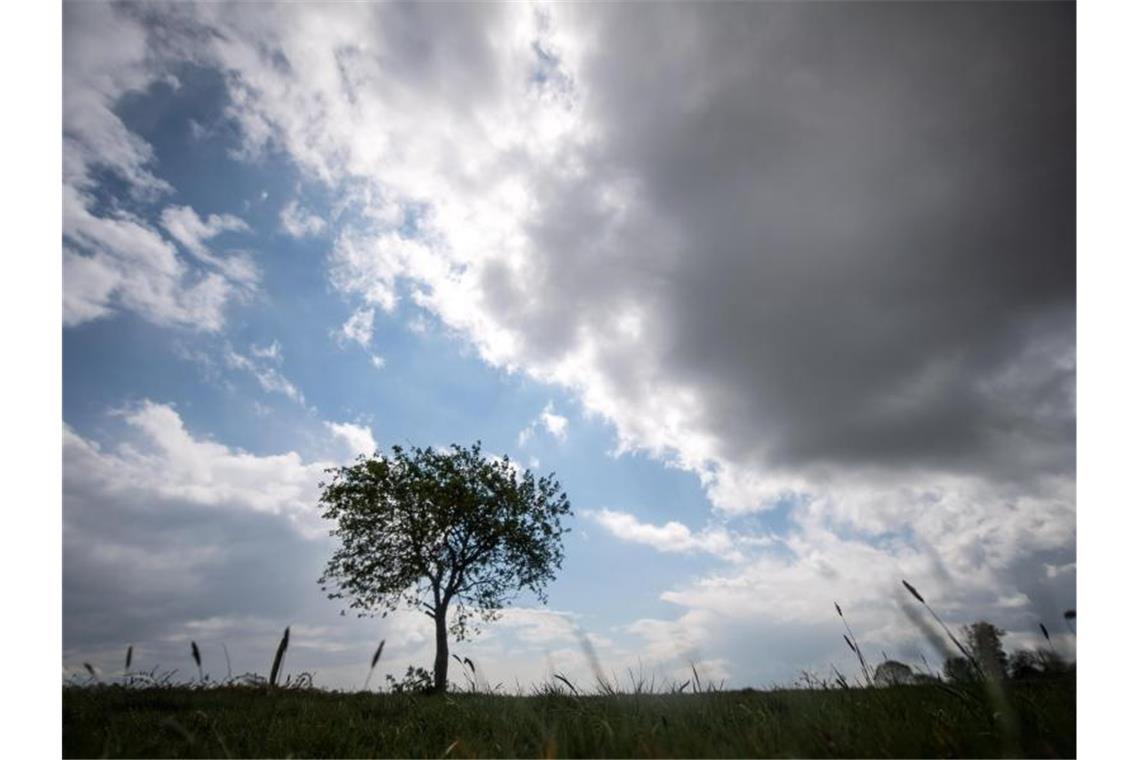 Dunkle Wolken ziehen am Himmel über einen Baum hinweg. Foto: Sina Schuldt/dpa/Symbolbild