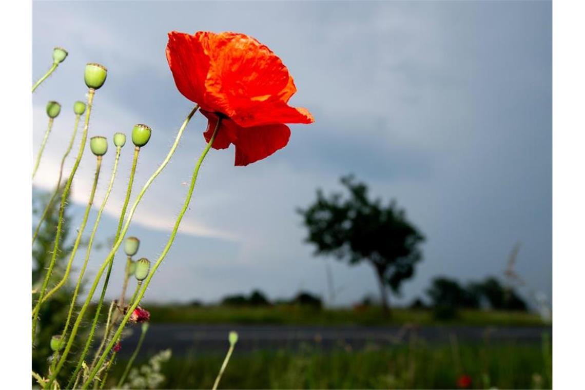 Wenige Unwetterschäden in der Nacht: Starkregen folgt Dunkle Wolken ziehen hinter Mohnblumen auf. Foto: Hauke-Christian Dittrich/dpa/Symbolbild