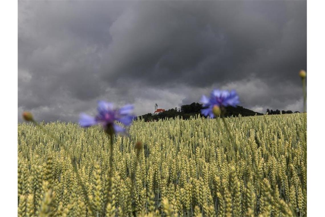 Dunkle Wolken ziehen über ein Getreidefeld. Foto: Thomas Warnack/dpa/Archivbild