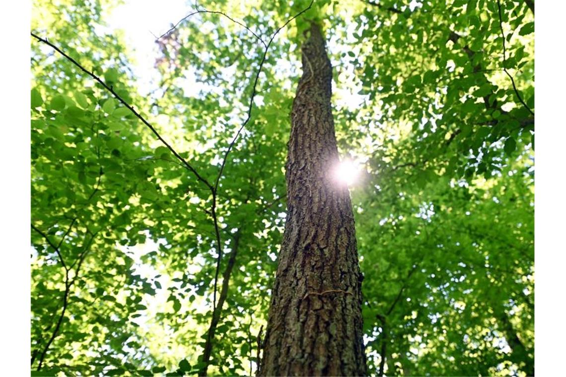 Durch Bäume eines Waldes scheint die Sonne. Foto: Uli Deck/dpa/Symbolbild