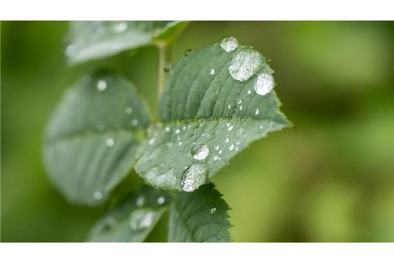 Durch den Regen treiben viele Bäume nun kräftig neue Blätter aus (Archivbild).