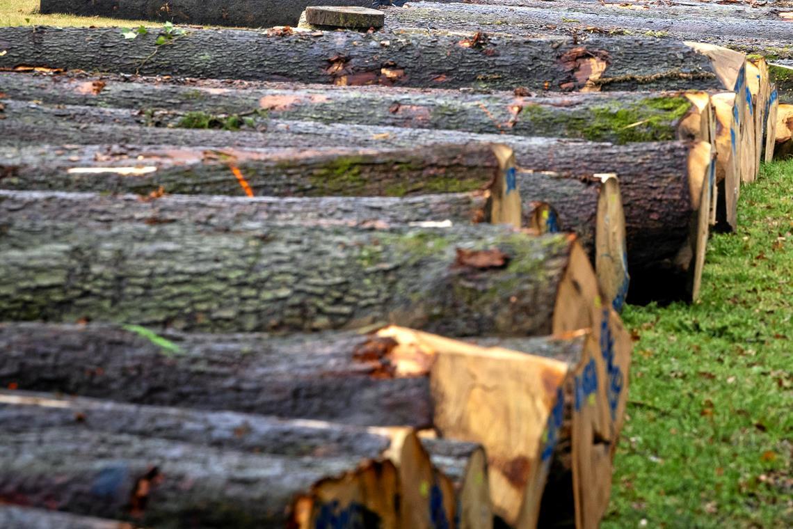 Durch die guten Preise konnte Großerlach im Forst Gewinn machen. Symbolfoto: Alexander Becher