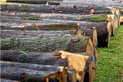 Durch die guten Preise konnte Großerlach im Forst Gewinn machen. Symbolfoto: Alexander Becher