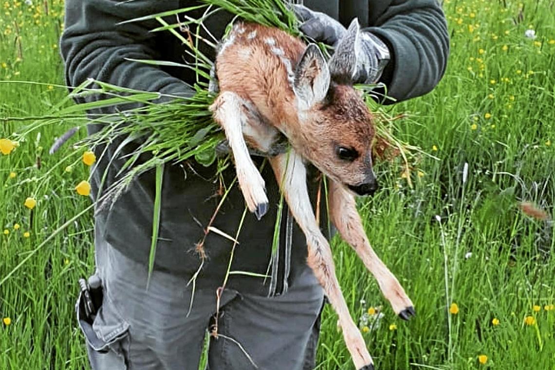 Durch die Wärmebildkamera sehen die Vereinsmitglieder, wo sich die Tiere befinden, und können sie außer Gefahr bringen.