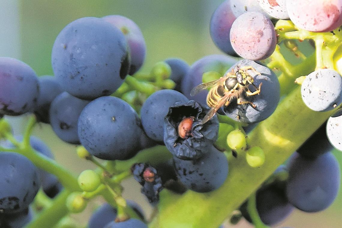 Durch Essensgerüche werden Wespen im Sommer angelockt. Sie stehen besonders auf Süßes wie reife Weintrauben. Foto: T. Sellmaier