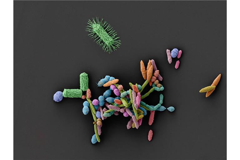 Durch ihre Interaktionen bilden Mikroorganismen ein für die menschliche Gesundheit essentielles Ökosystem. Medikamente können dieses fragile Gleichgewicht empfindlich stören.