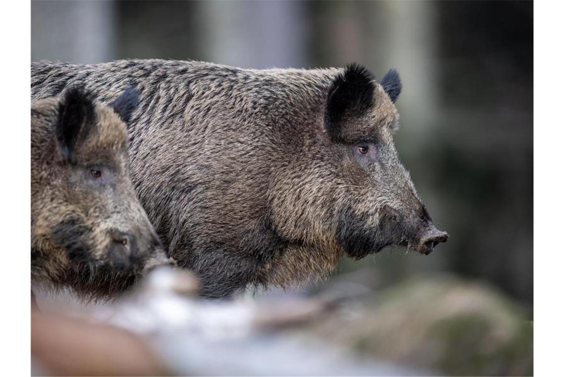 Durch Wildschweine könnte die Schweinepest nach Deutschland getragen werden. Foto: Lino Mirgeler/dpa