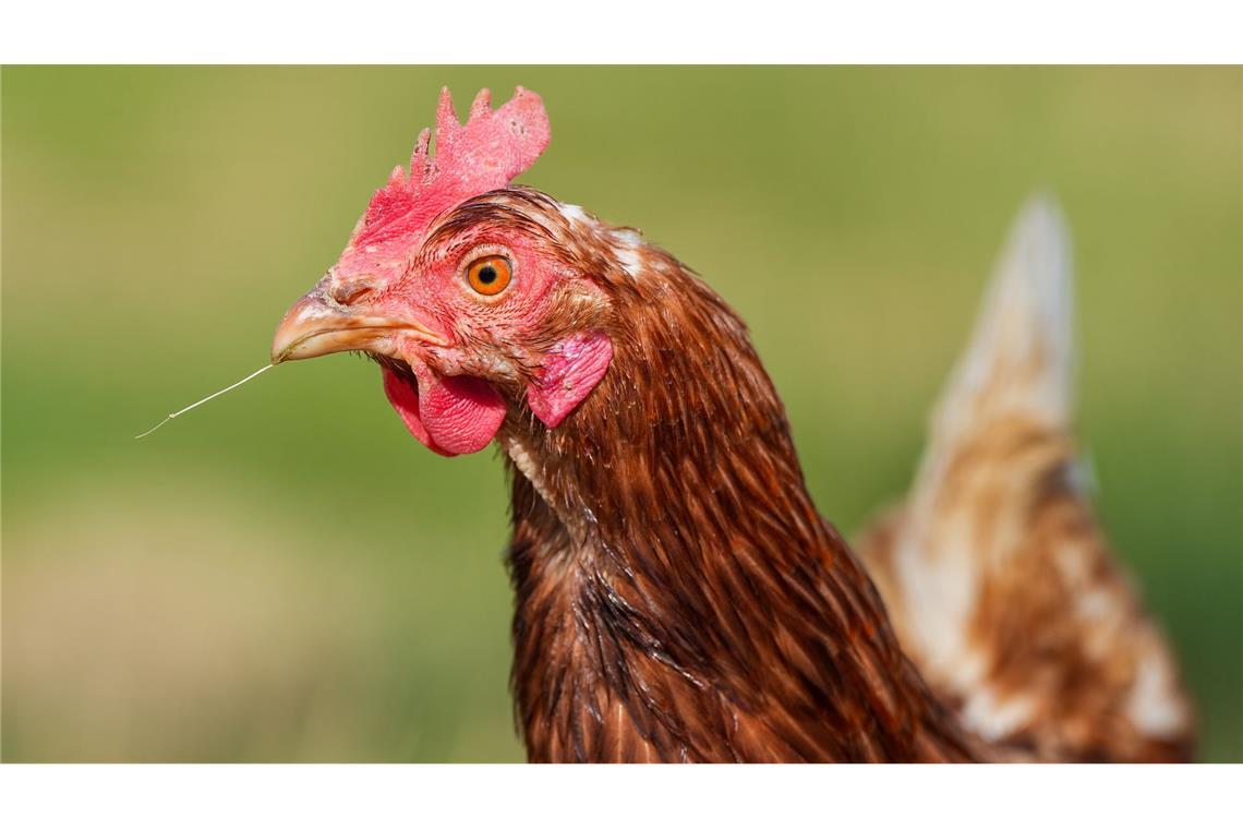 Durchgeführt wurde die Studie mit 20 Küken. (Symbolbild)