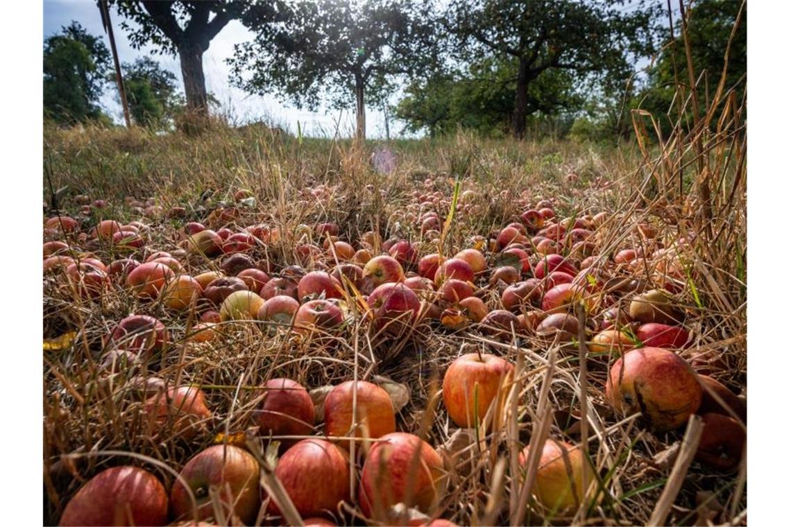 Baden-württembergischen Streuobstbestände: Starker Rückgang Dutzende herabgefallene, reife Äpfel liegen unter einem nicht abgeernteten Baum auf einer Streuobstwiese. Foto: Frank Rumpenhorst/dpa/Archivbild
