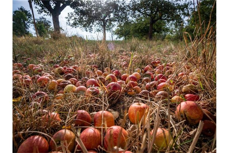 Dutzende herabgefallene, reife Äpfel liegen unter einem nicht abgeernteten Baum auf einer Streuobstwiese. Foto: Frank Rumpenhorst/dpa/Archivbild