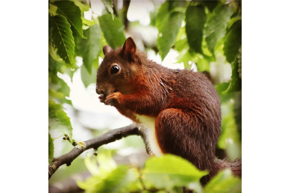 Eichhörnchen im Regen