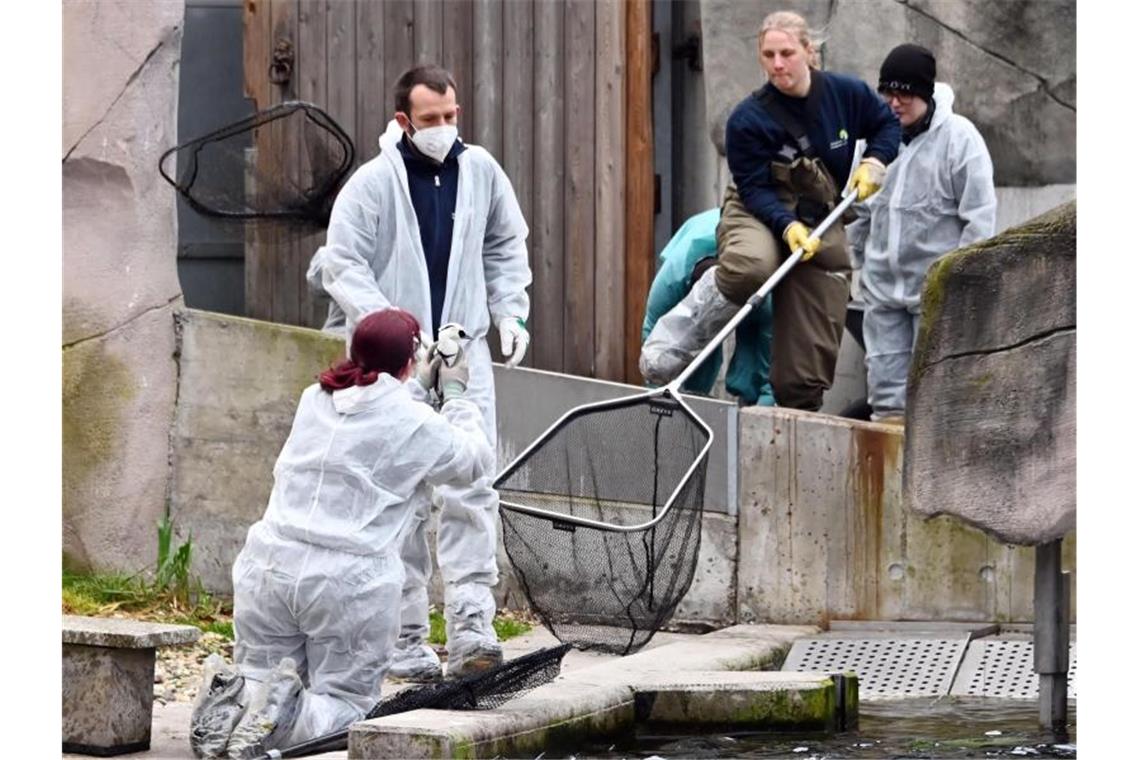 Weitere Vogelgrippe-Fälle im Karlsruher Zoo bestätigt Eiderenten und Zwergsäger werden in einem Becken im Zoo gefangen, um sie nach drinnen zu bringen. Foto: Uli Deck/dpa/Archivbild