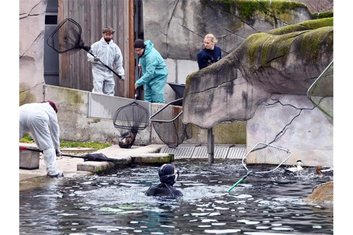 Vogelgrippe breitet sich im Südwesten aus Eiderenten und Zwergsäger werden in einem Becken im ZOo gefangen, um sie nach drinnen zu bringen. Foto: Uli Deck/dpa
