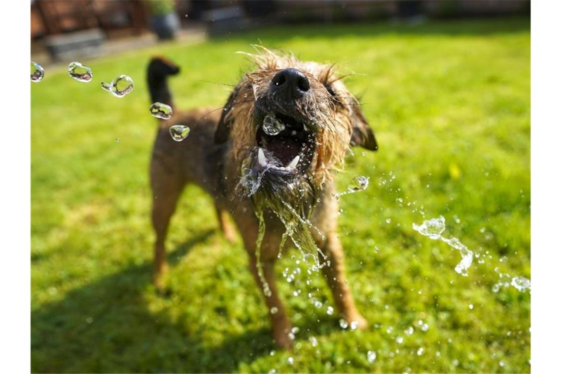 Städte und Gemeinden nehmen mehr Geld aus Hundesteuer ein