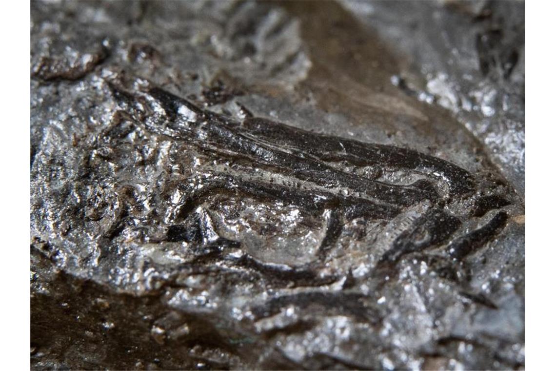 Ein 240 Millionen Jahre altes Fossil liegt im Naturkundemuseum. Foto: Sebastian Gollnow/dpa