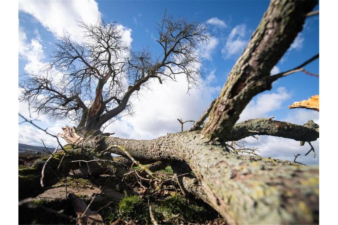 Wetter im Südwesten: Regen, Schnee und starker Wind Ein abgebrochener Ast liegt am Tag nach dem Sturmtief „Sabine“ neben einem Baum. Foto: Sebastian Gollnow/dpa/Archivbild