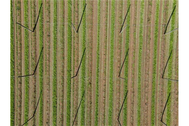 Ein abgeerntetes Hopfenfeld. Foto: Sven Hoppe/dpa/Symbolbild