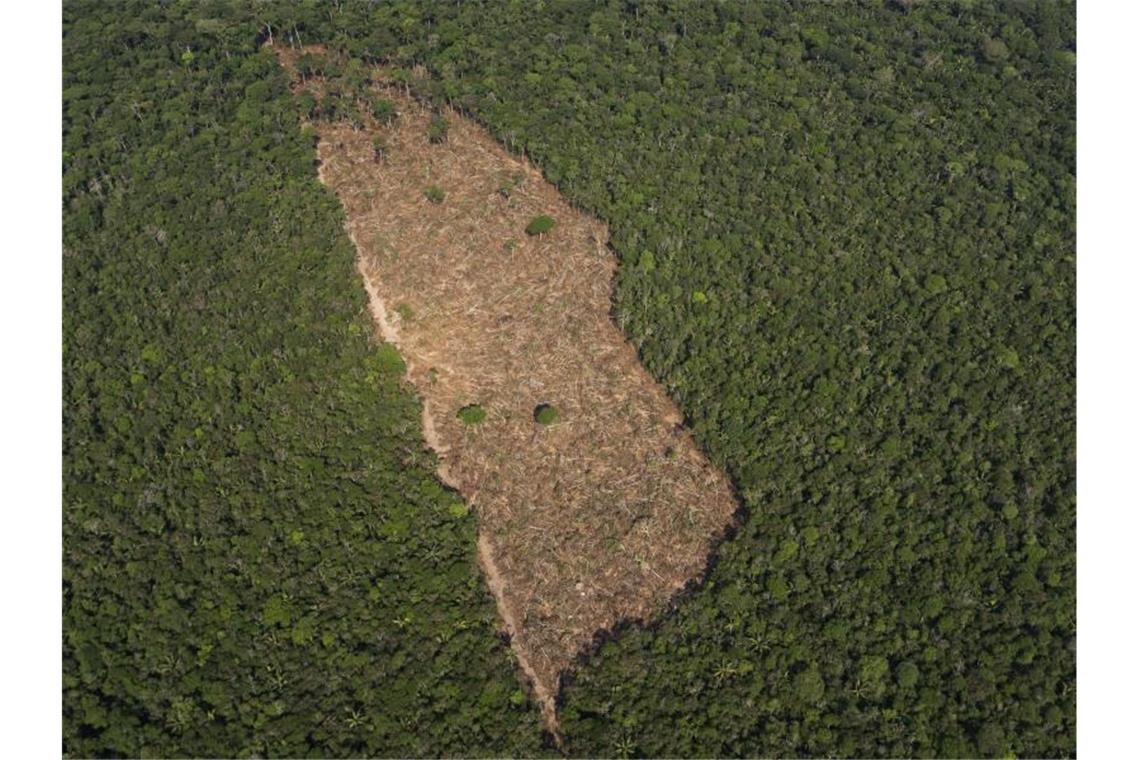 Ein abgeholztes Waldstück in der Mitte eines Waldgebietes in der brasilianischen Amazonasregion. Foto: Victor R. Caivano/AP/dpa