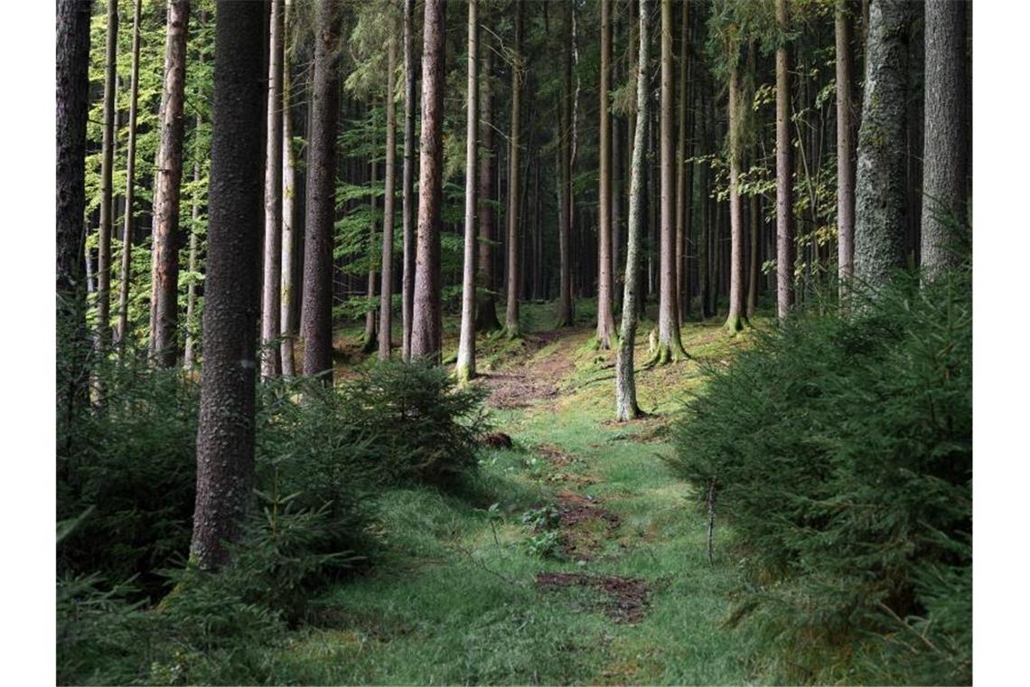Förster rettet verirrtes Kind - Julia geht es gut Ein achtjähriges Mädchen aus Berlin hat sich im Wald an der deutsch-tschechischen Grenze verirrt. Foto: Daniel Vogl/dpa